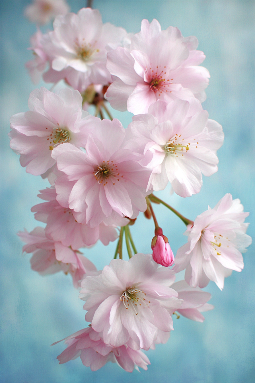 Zarte Rosige Sakura Blüten Vor Blaüm Himmel | Japanische Zierkirsche | Blumen