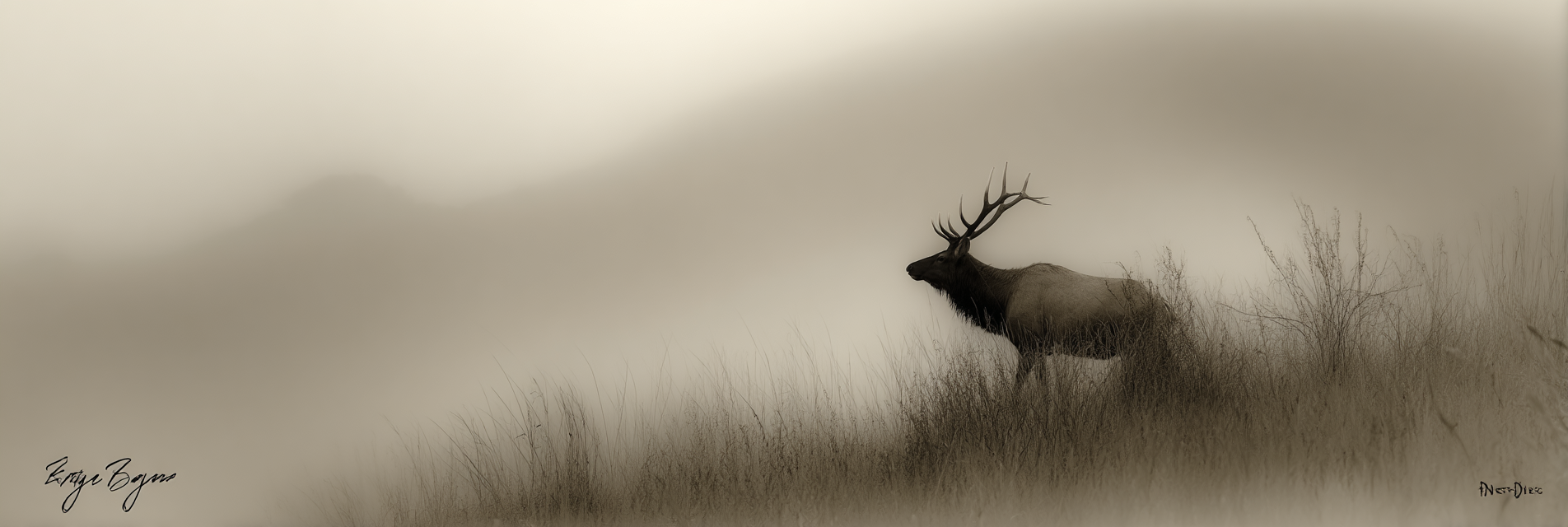 Silhouette Eines Reh Im Nebligen Landschaft | Fotografie | Kunstgattungen