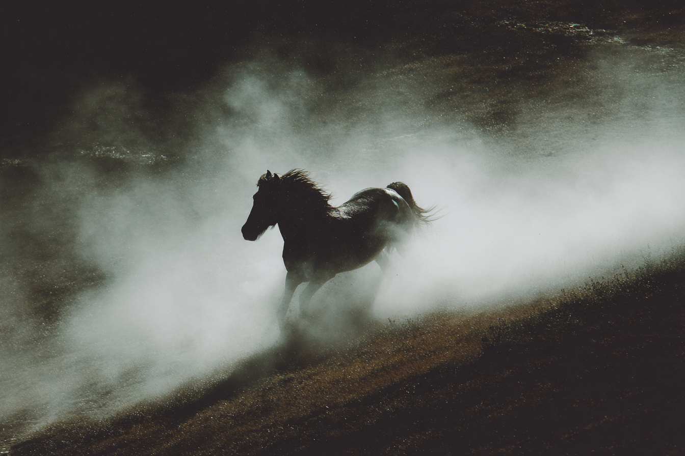 Silhoütte Eines Pferdes Im Nebel | Fotografie | Kunstgattungen