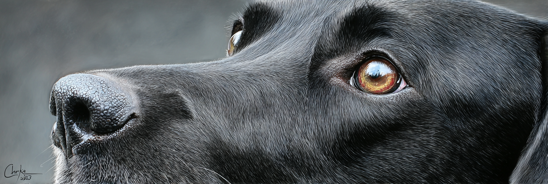 Schwarzer Hund Nase Auge Details Realistisch | Katzen und Hunde | Tiere