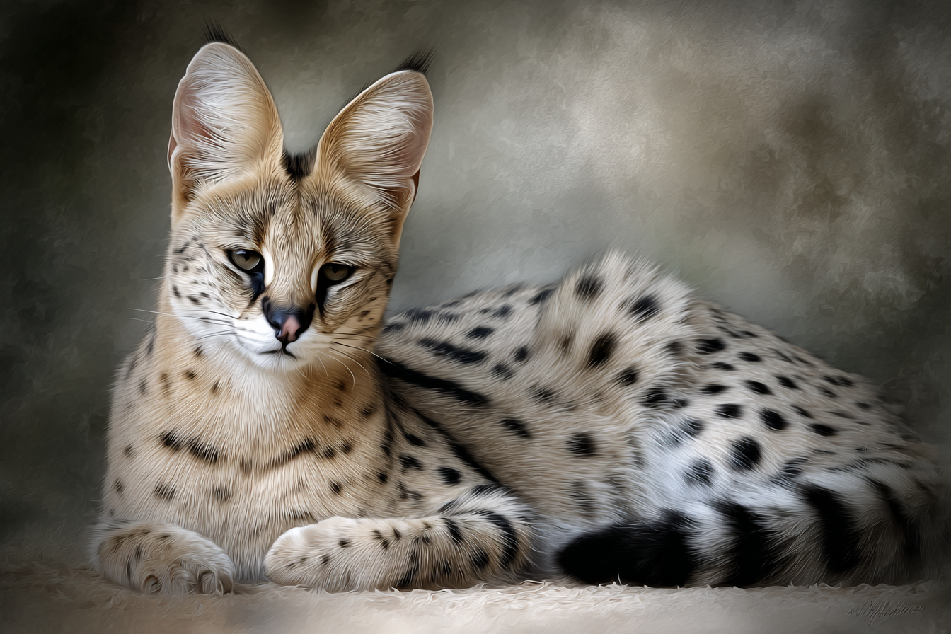 Serval Afrika Wildkatze Langbeinige Grosse Ohr Leopardenfell | Safari und Wildtiere | Tiere