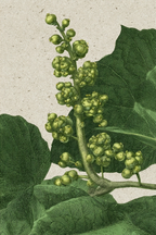 Botanische Illustration Mit Grünen Blättern Und Fruchtständen | Botanische Illustrationen | Blumen