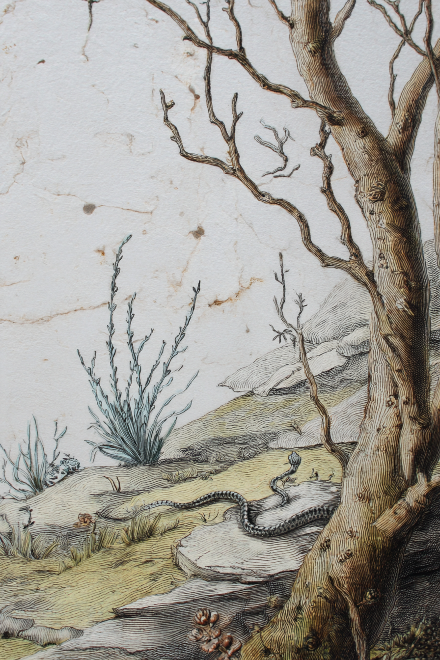 Schlangendarstellung Im Wald | Botanische Illustrationen | Blumen