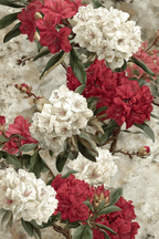 Schön Bunte Rhododendron Anordnung Mit Roten Und Weissen Blüten | Botanische Illustrationen | Blumen