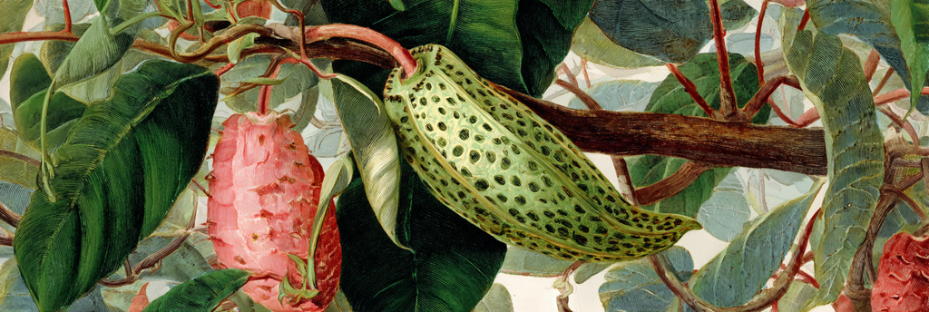 Botanische Abbildung Von Früchten Und Blättern | Botanische Illustrationen | Blumen