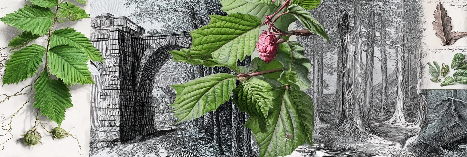 Botanische Kollage Mit Grünen Blättern Und Historischen Baumskizzen | Botanische Illustrationen | Blumen
