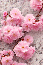 Kirschblüten Nahaufnahme Rosa Texturhintergrund | Japanische Zierkirsche | Blumen