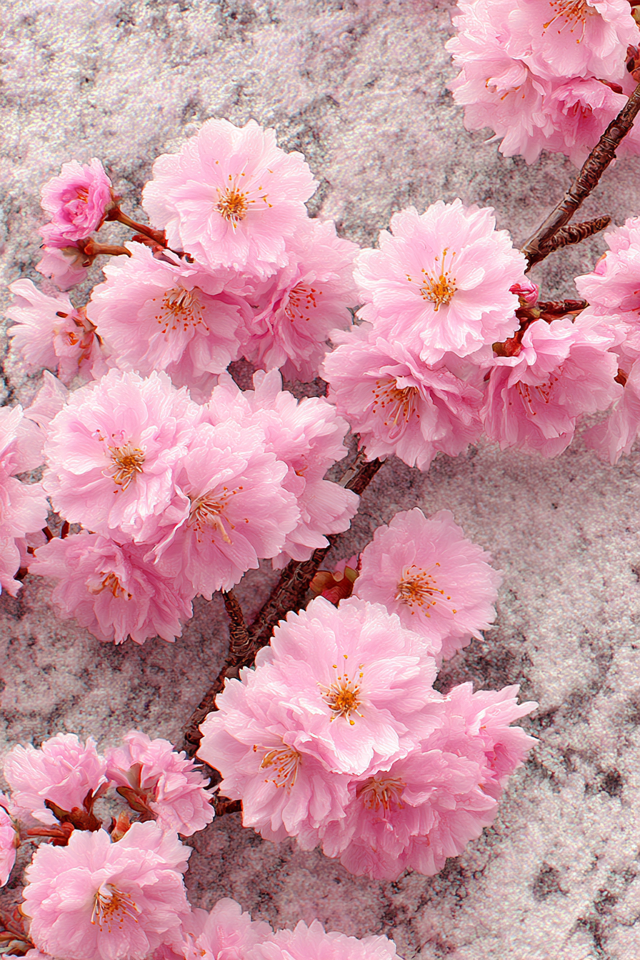 Kirschblüten Nahaufnahme Rosa Texturhintergrund | Japanische Zierkirsche | Blumen