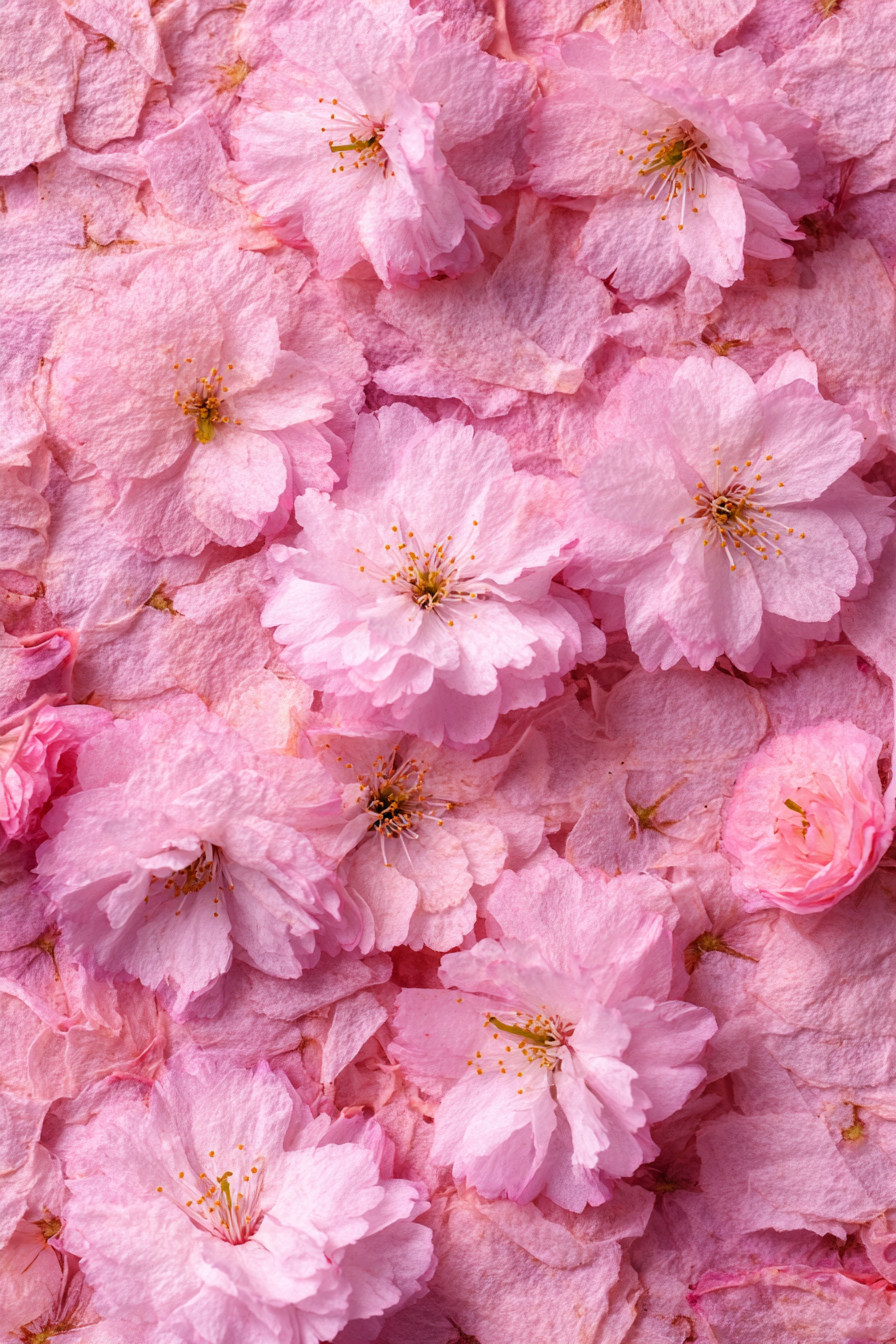 Kirschblüten Zarte Blätter Im Frühling | Japanische Zierkirsche | Blumen