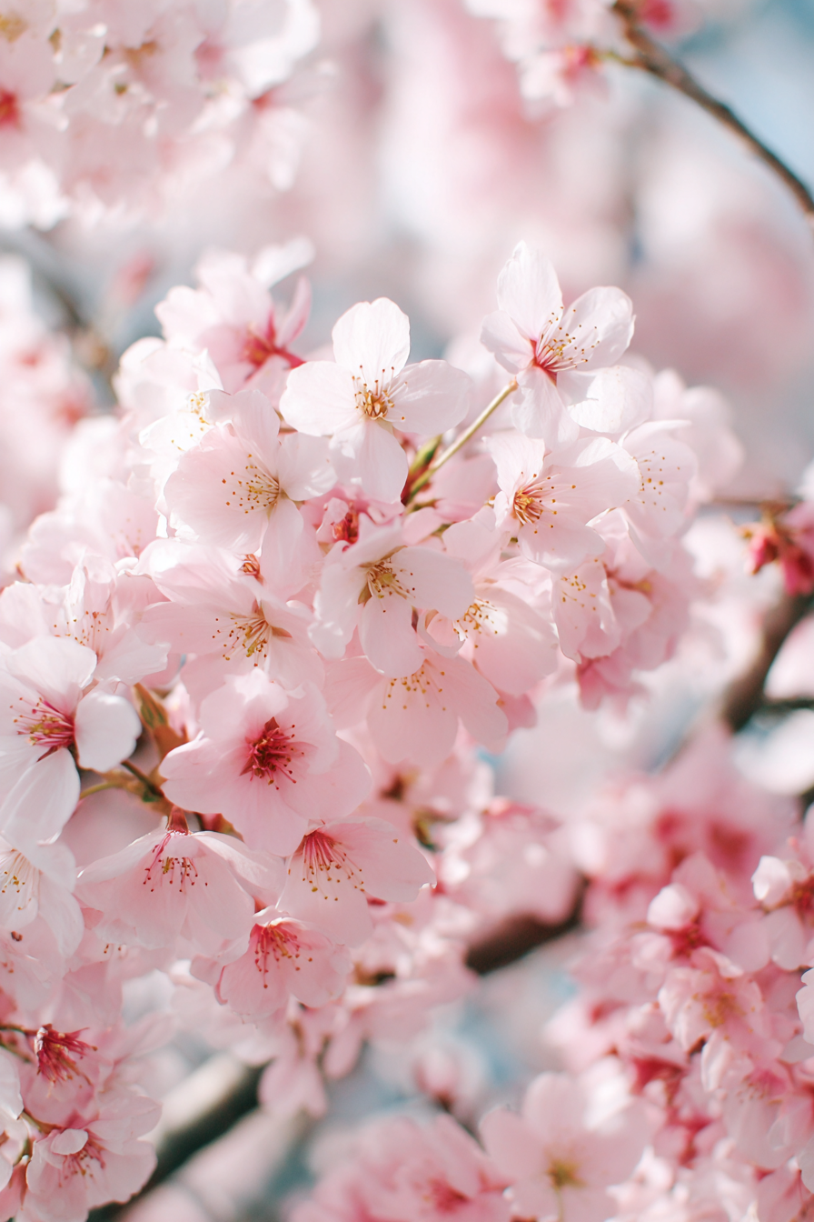 Kirschbluten Nahaufnahme Zarte Rosa Bluten Frühling Japan Kultur | Japanische Zierkirsche | Blumen