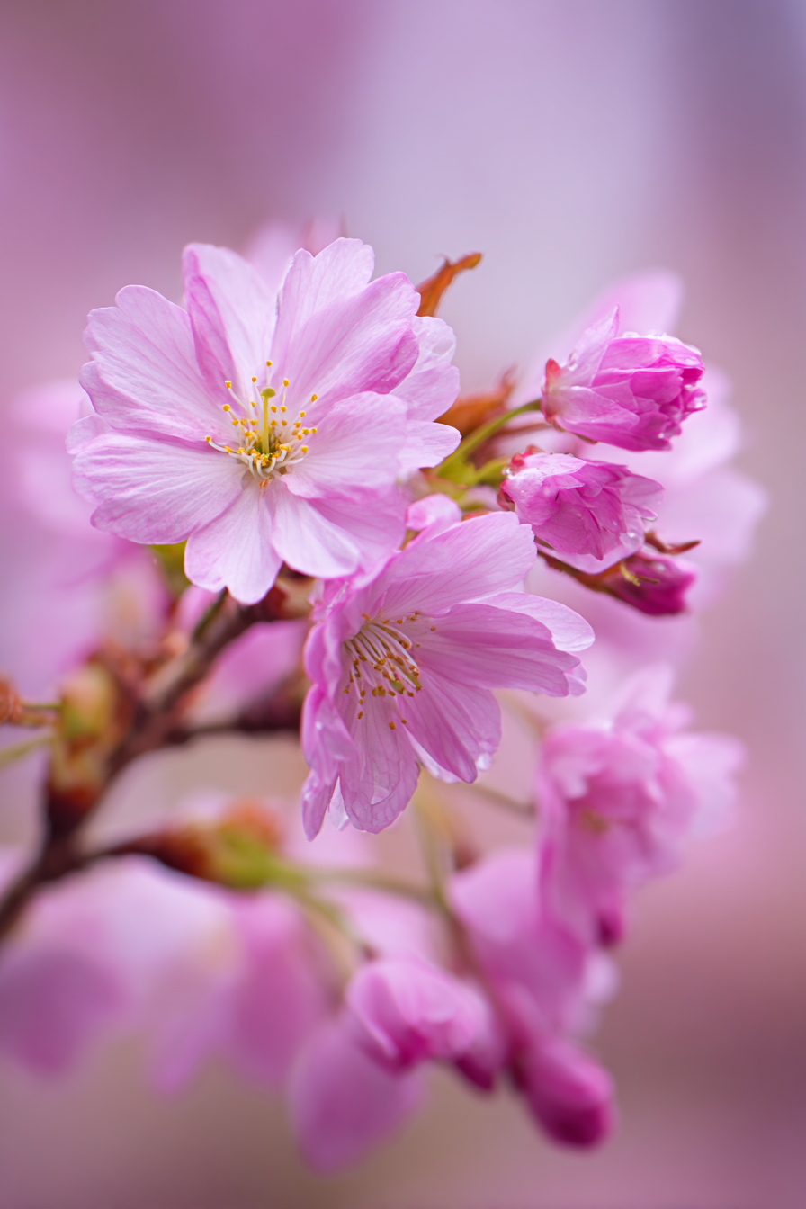 Rosa Kirschblüten Frühling Nahaufnahme | Japanische Zierkirsche | Blumen