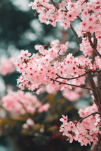 Zarte Kirschblüten Auf Zweigen Im Frühling | Japanische Zierkirsche | Blumen