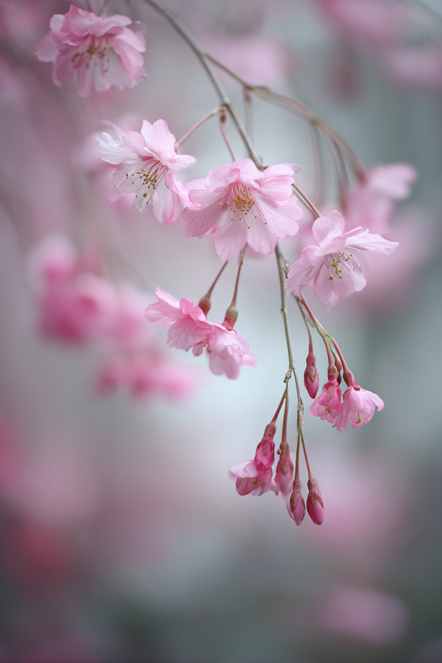 Zarte Rosa Kirschblüten Frühlingsneubeginn | Japanische Zierkirsche | Blumen