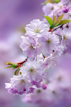 Zarte Rosa Kirschblüten Im Frühling | Japanische Zierkirsche | Blumen
