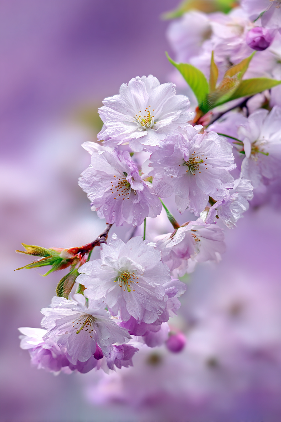 Zarte Rosa Kirschblüten Im Frühling | Japanische Zierkirsche | Blumen
