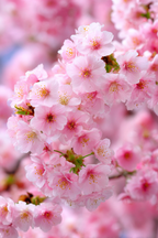 Zarte Rosablühende Kirschblüten Im Frühling | Japanische Zierkirsche | Blumen