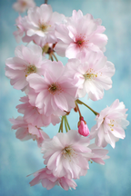 Zarte Rosige Sakura Blüten Vor Blaüm Himmel | Japanische Zierkirsche | Blumen
