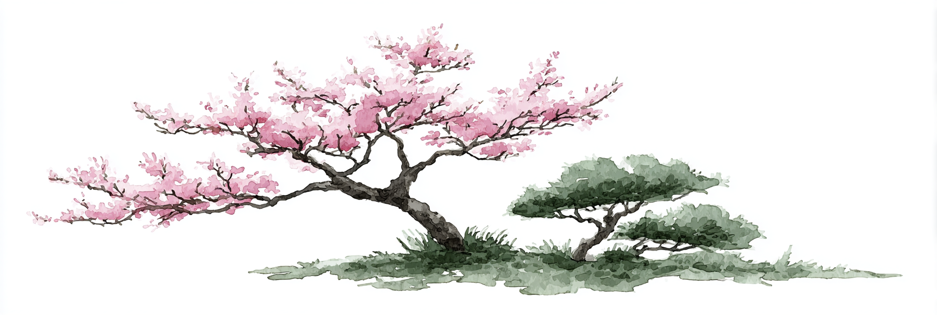 Kirschbluten Und Kiefer In Aquarell | Japanische Zierkirsche | Blumen