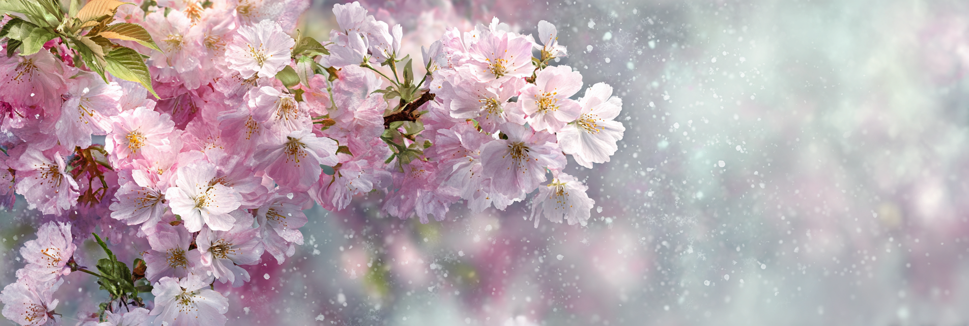 Zarte Kirschblüten Im Frühling | Japanische Zierkirsche | Blumen