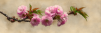 Zarte Rosa Blüten An Zweig Vor Geflecktem Hintergrund | Japanische Zierkirsche | Blumen