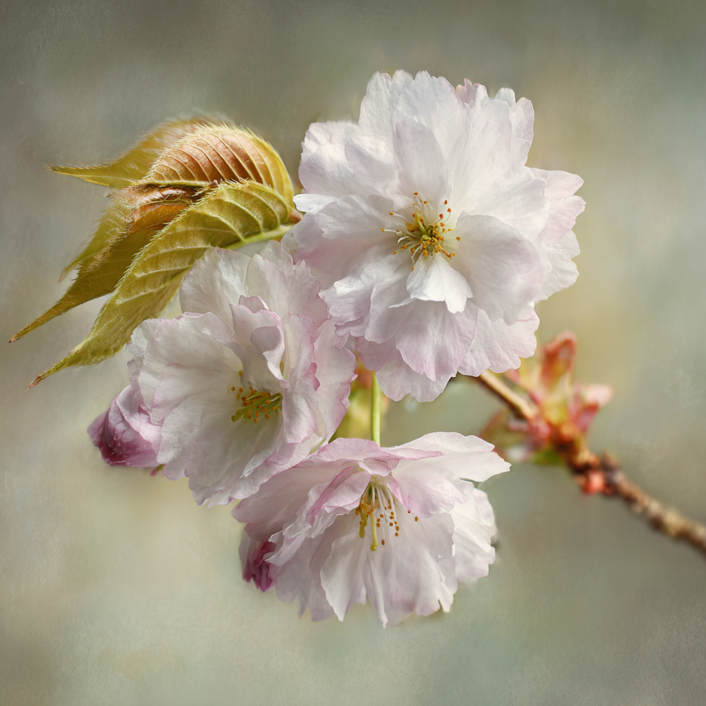 Kirschblüten Nahaufnahme Frühlingserwachen 1 | Japanische Zierkirsche | Blumen