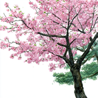 Kirschblütenbaum Aquarell Frühling | Japanische Zierkirsche | Blumen