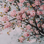 Kirschblütenbaum Frühlingserwachen | Japanische Zierkirsche | Blumen
