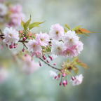 Kirschblütenzweig Mit Zarten Rosa Blüten Und Knospen | Japanische Zierkirsche | Blumen