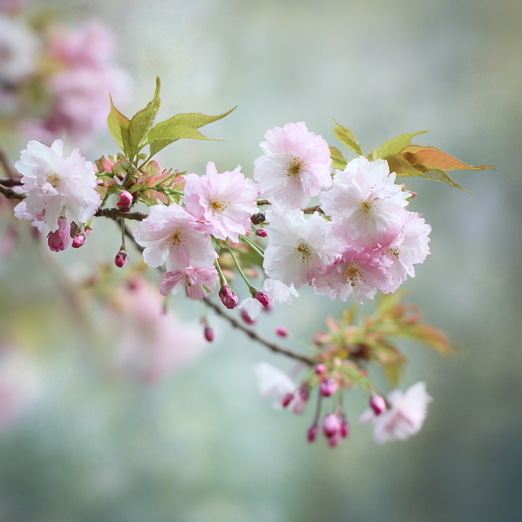 Kirschblütenzweig Mit Zarten Rosa Blüten Und Knospen | Japanische Zierkirsche | Blumen