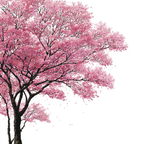 Stilisierter Kirschblütenbaum Weisser Hintergrund | Japanische Zierkirsche | Blumen