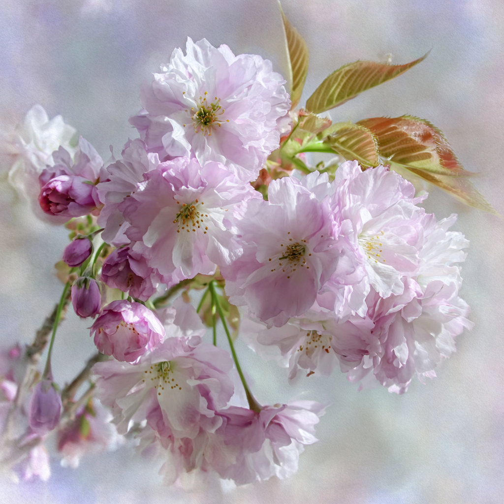 Zarte Rosa Kirschblüten Mit Knospen Vor Pastellhintergrund | Japanische Zierkirsche | Blumen