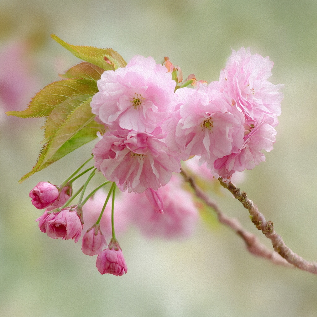 Zarter Zweig Mit Rosafarbenen Kirschblüten Und Knospen | Japanische Zierkirsche | Blumen