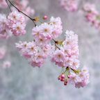 Zartrosa Kirschblütenzweig Unscharfer Hintergrund | Japanische Zierkirsche | Blumen