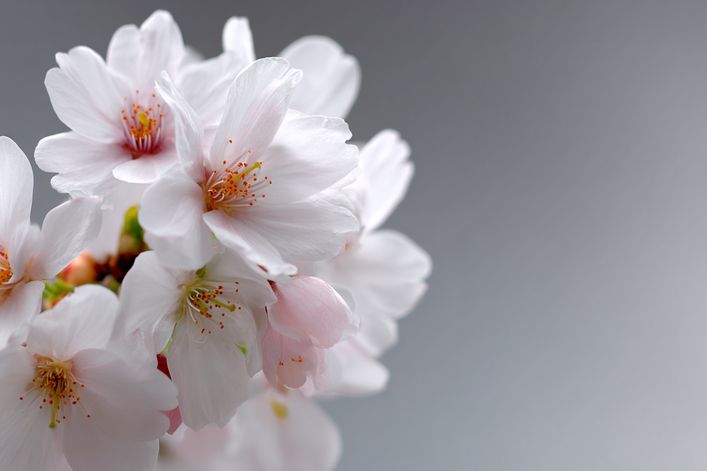 Weisse Kirschblüten Frühling Japanische Kultur | Japanische Zierkirsche | Blumen