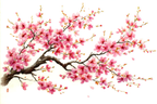 Zarte Kirschblüten Aquarell | Japanische Zierkirsche | Blumen