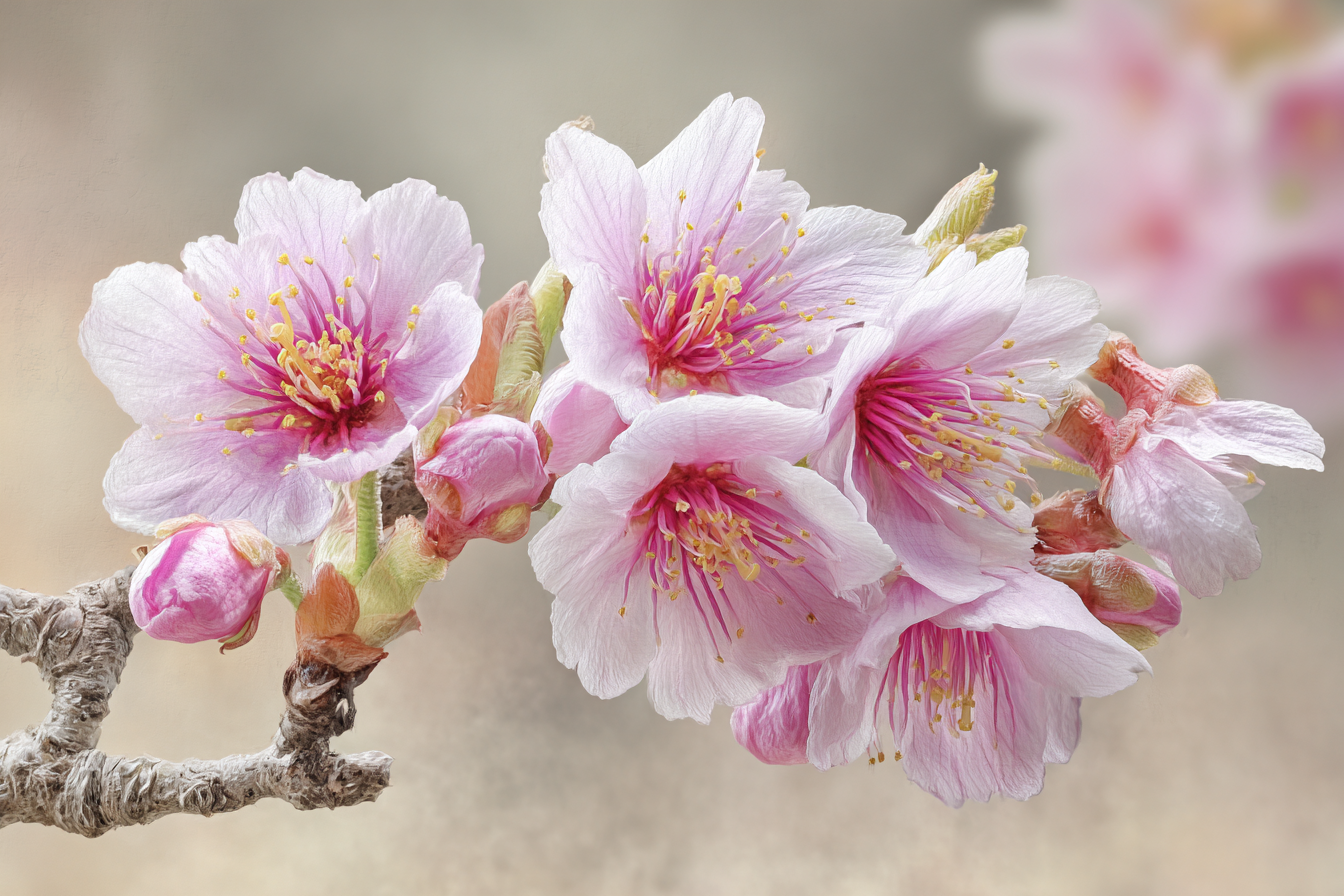 Zarte Kirschbluten Im Frühling | Japanische Zierkirsche | Blumen