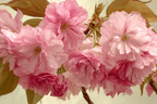 Zarte Pinke Blüten Mit Grünen Blättern Ölgemälde Optik | Japanische Zierkirsche | Blumen