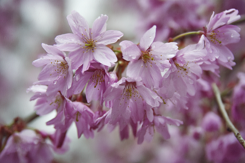 Zarte Rosarote Kirschbluten Nach Regen Mit Verschwommenem Hintergrund | Japanische Zierkirsche | Blumen