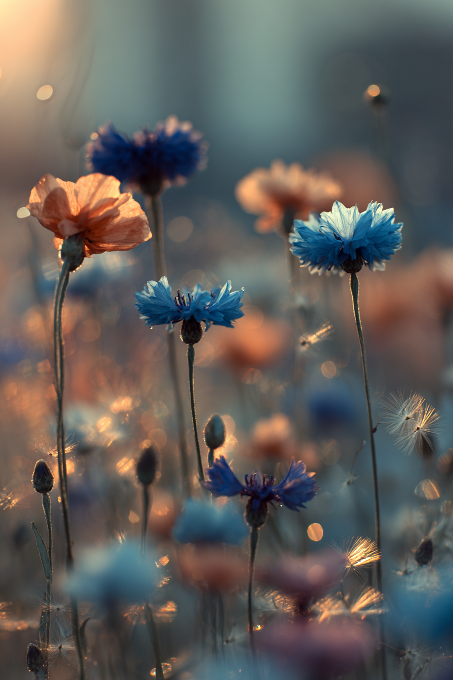 Bunte Wiese Mit Orangen Und Blaün Und Pustesamen | Mohn  Pusteblume  Kornblume | Blumen