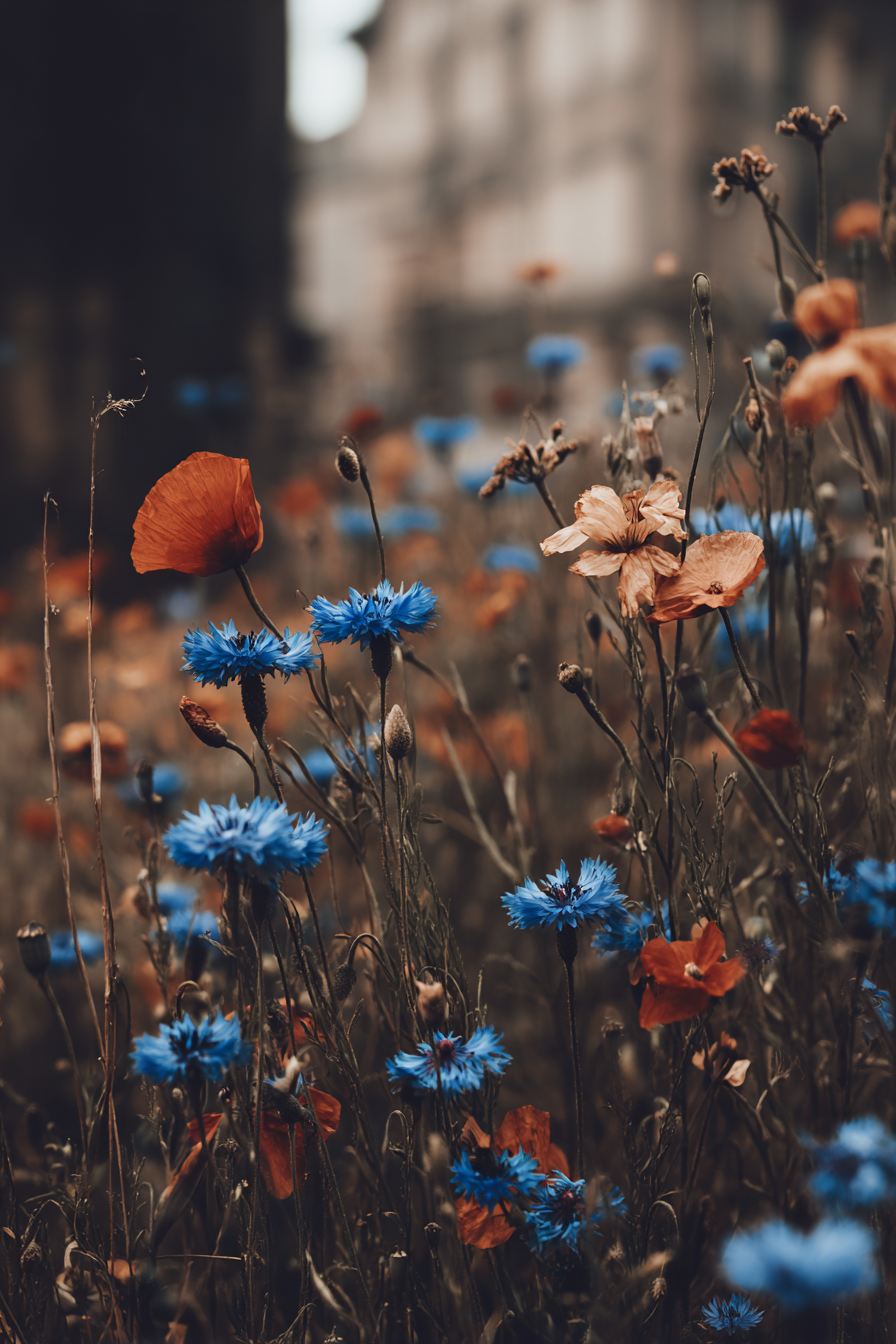 Buntes Wildfeld Mit Blaün Und Orangen Blüten | Mohn  Pusteblume  Kornblume | Blumen