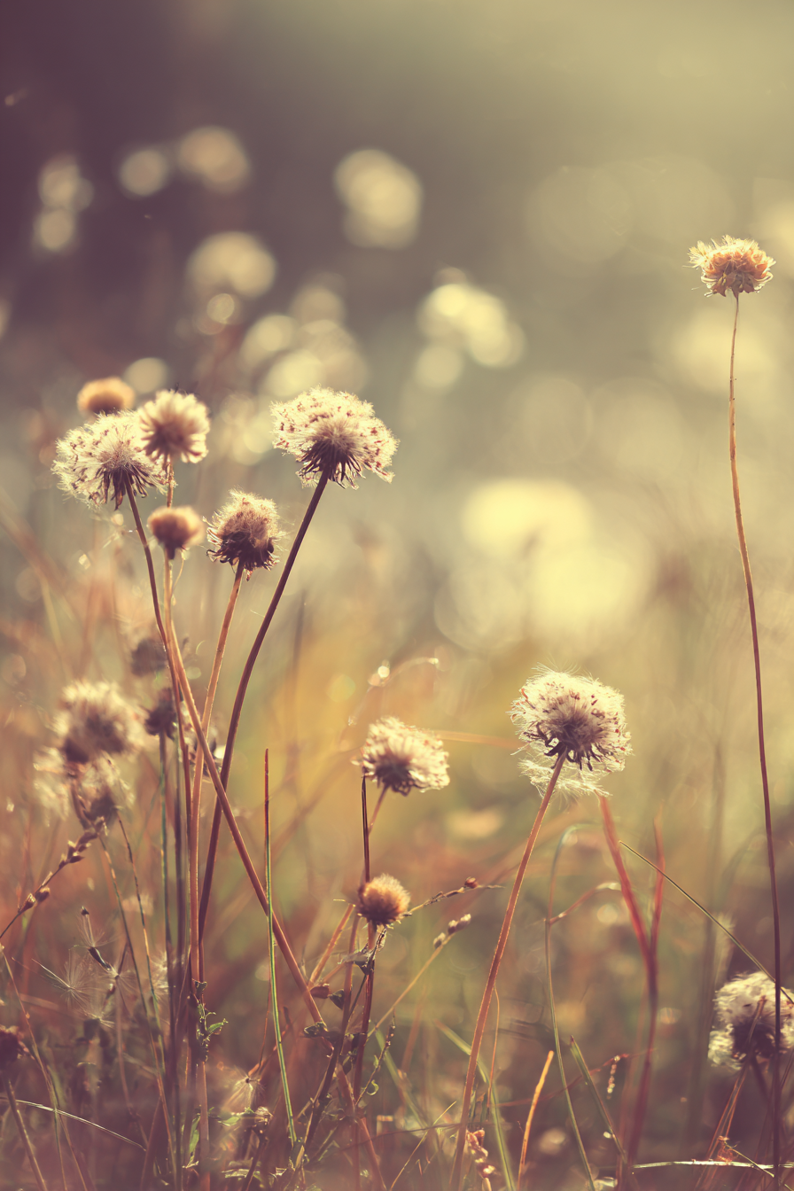 Flaumige Im Warmen Sonnenlicht Mit Unscharfem Hintergrund | Mohn  Pusteblume  Kornblume | Blumen