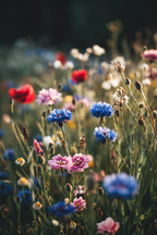 Frühlingswiese Mit Bunten Wilden Blüten | Mohn  Pusteblume  Kornblume | Blumen