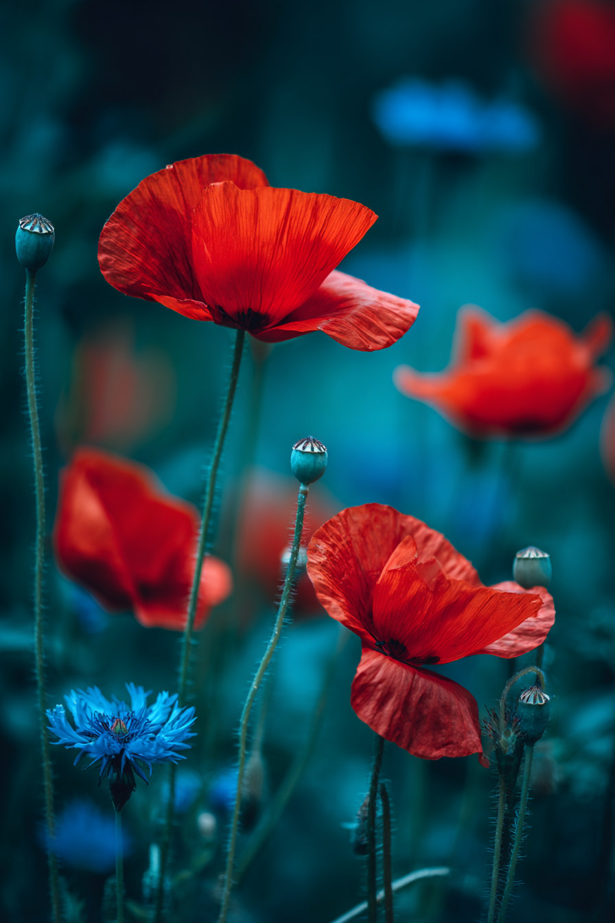 Träumerische Wiese Mit Roten Mohn Und Blaün Korn | Mohn  Pusteblume  Kornblume | Blumen