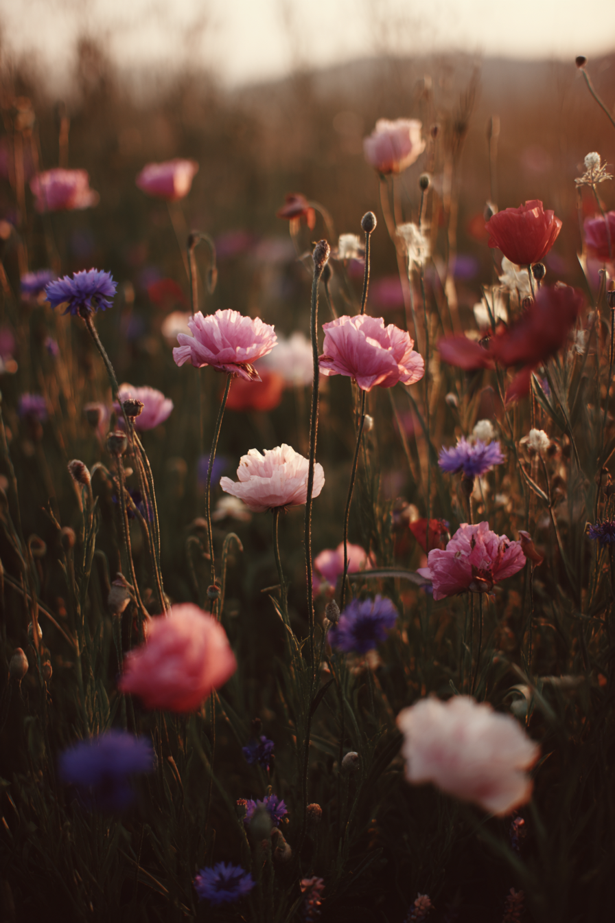 Wunderbare Wiese Beim Sonnenuntergang In Pinken Und Lila Tonen | Mohn  Pusteblume  Kornblume | Blumen