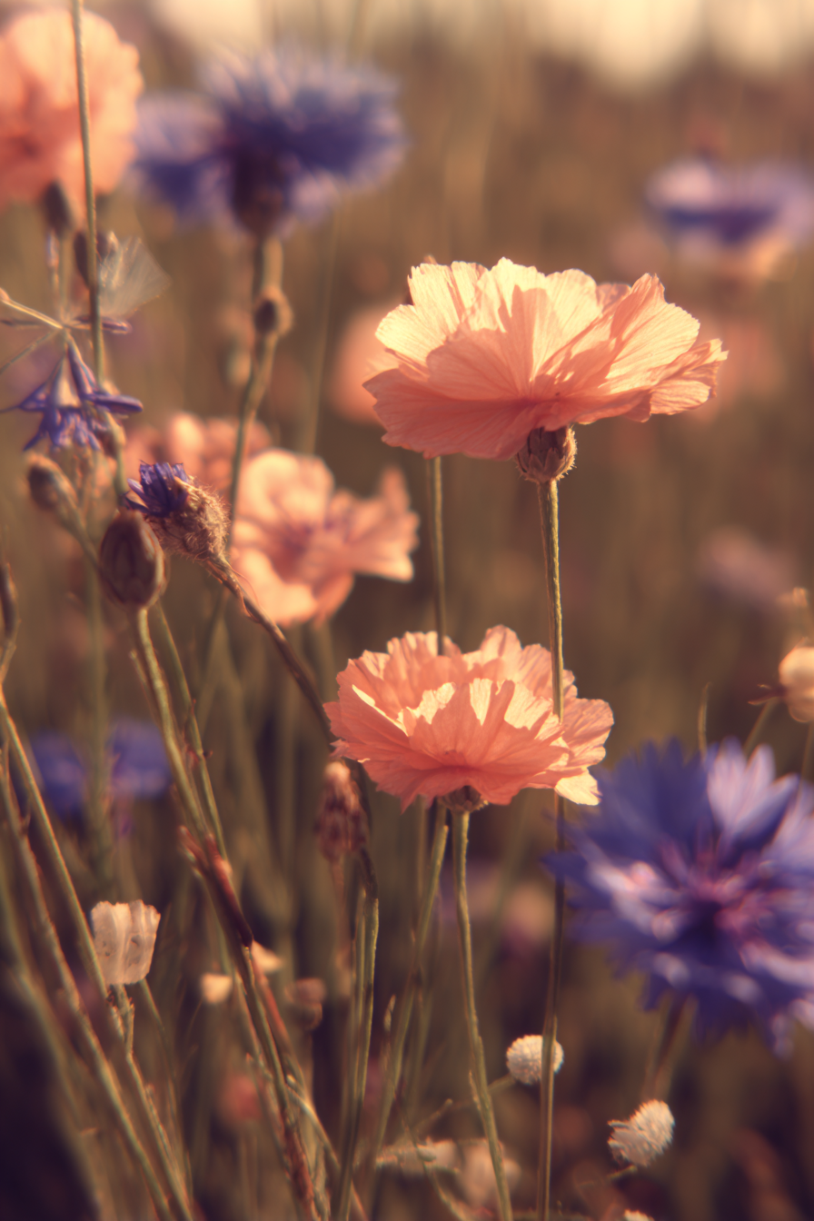 Zarte Rosafarbene Blüten Und Blaü Korn Vor Unscharfem Hintergrund | Mohn  Pusteblume  Kornblume | Blumen
