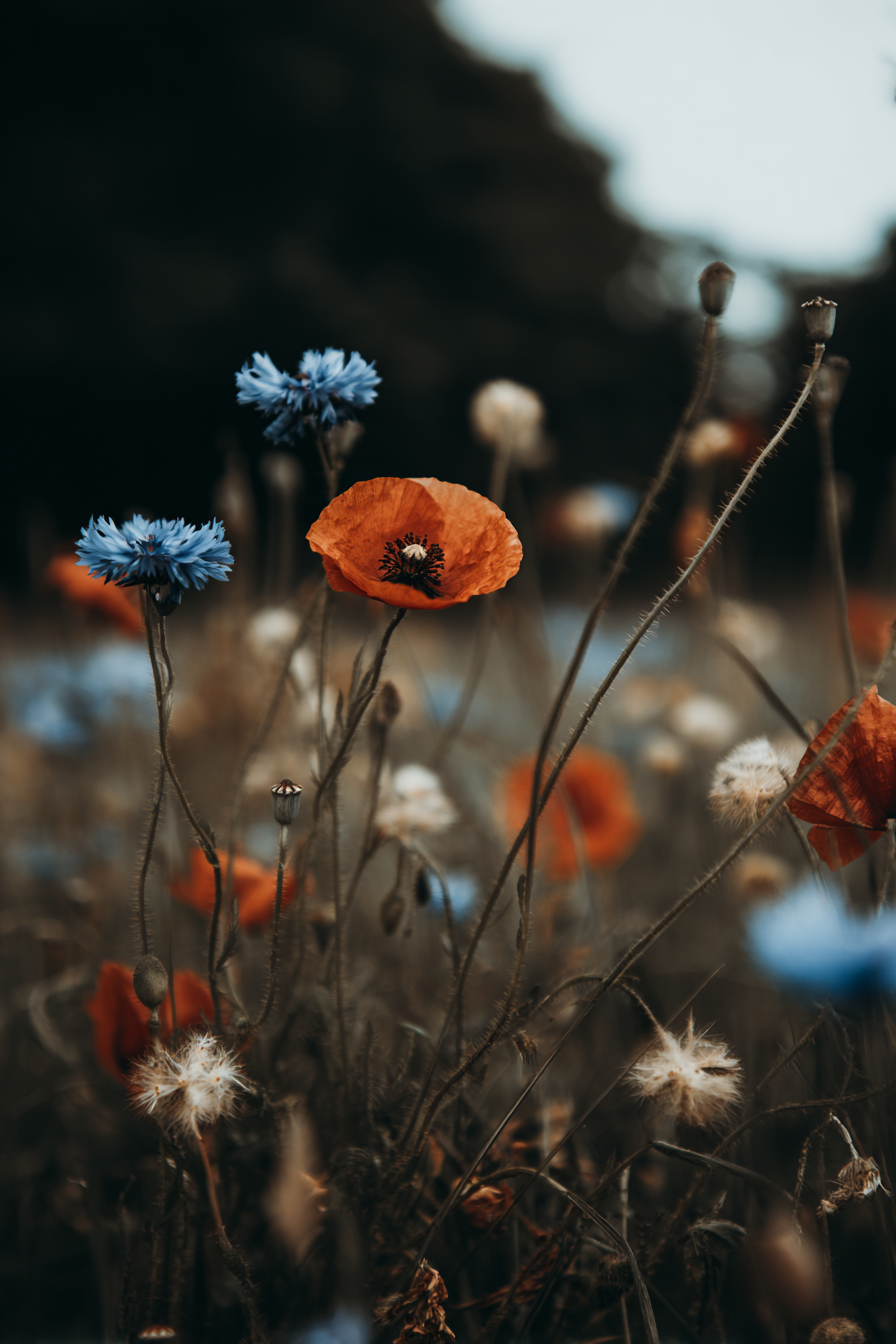 Wiese Mit Mohn Und Korn Im Traumhaften Unscharfen Hintergrund | Mohn  Pusteblume  Kornblume | Blumen