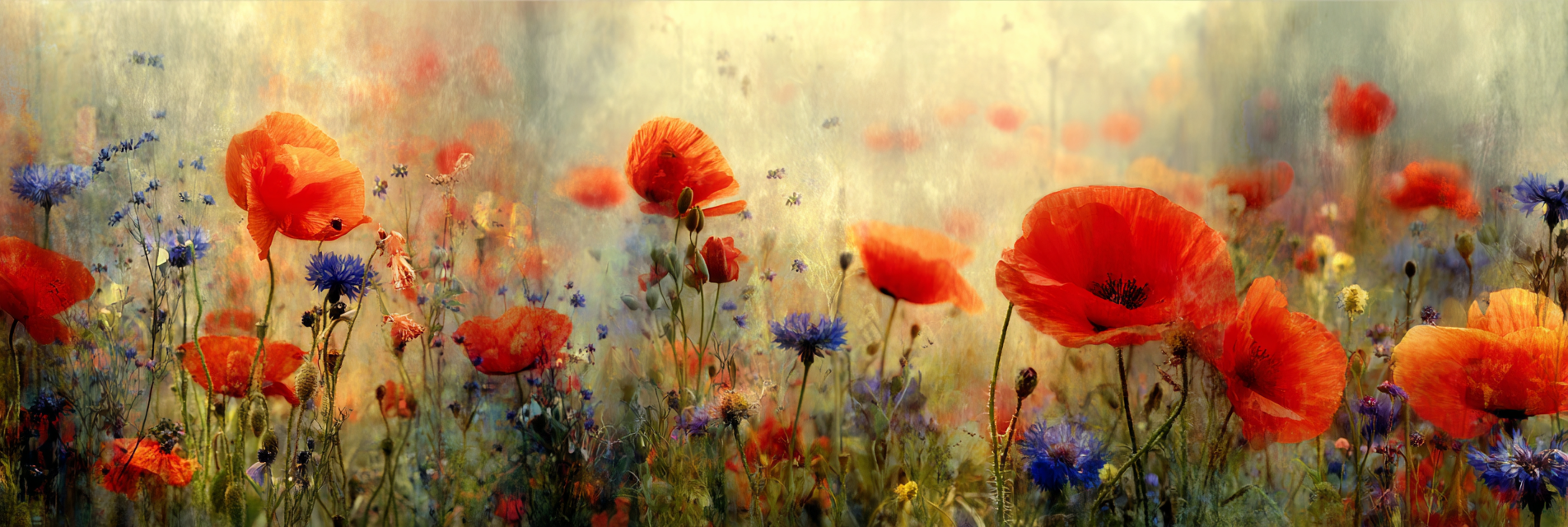Feld Der Mohn Und Wild | Mohn  Pusteblume  Kornblume | Blumen
