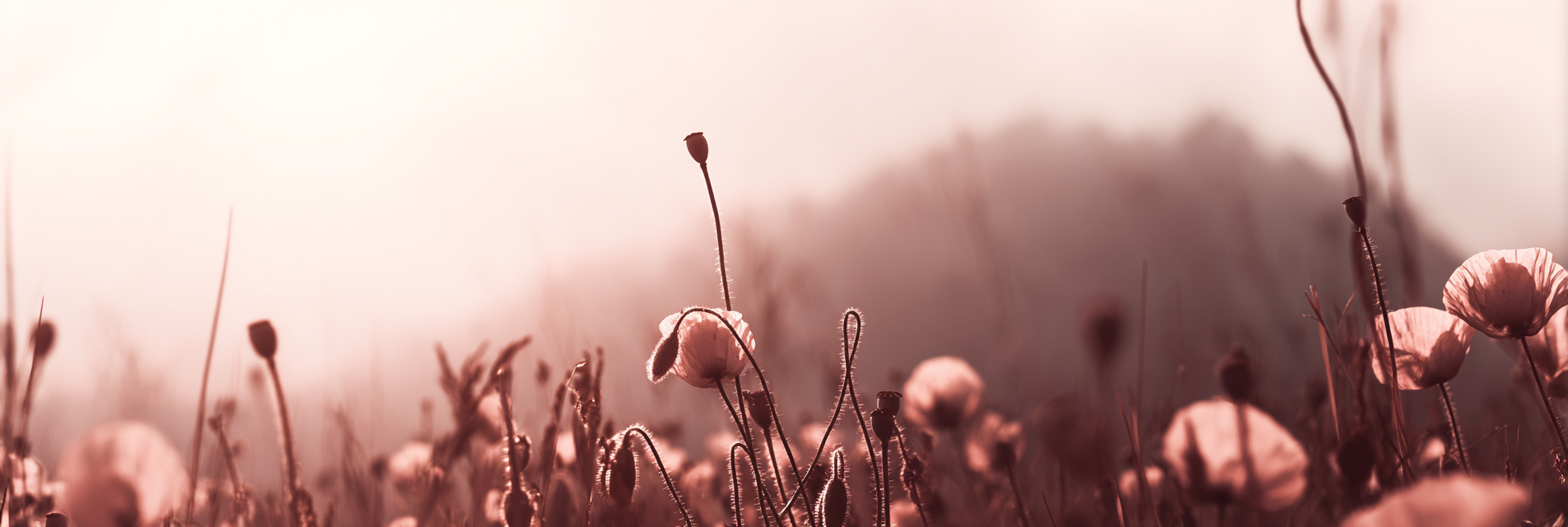 Feld Von Mohn Träumerische Atmosphäre | Mohn  Pusteblume  Kornblume | Blumen