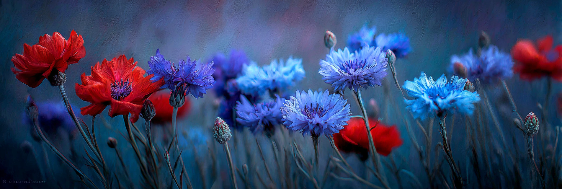 Arrangement Mit Roten Mohn Und Blaün Korn | Mohn  Pusteblume  Kornblume | Blumen