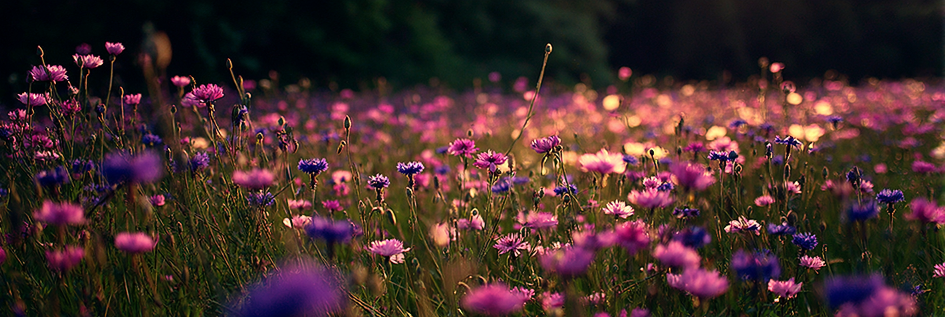 Feld In Lila Und Rosa In Der Goldenen Stunde | Mohn  Pusteblume  Kornblume | Blumen